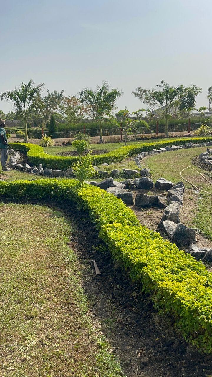 Landscaped garden with rock features and hedges